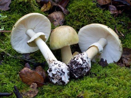 Новороссийцы уже травятся грибами