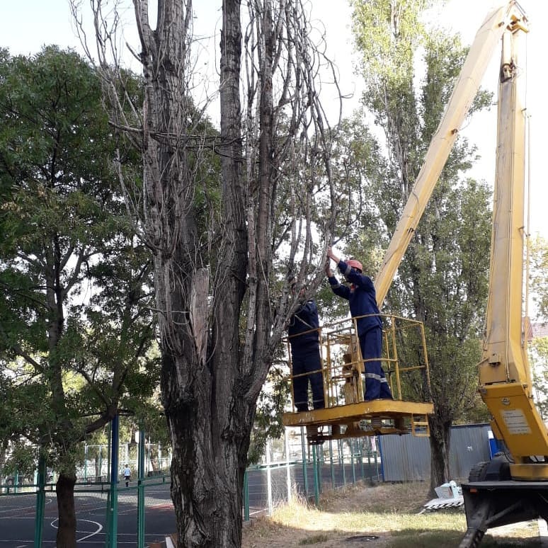 обрезка деревьев в Новороссийске