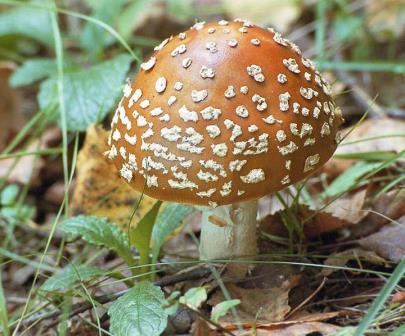 Новороссийцы уже травится грибами 