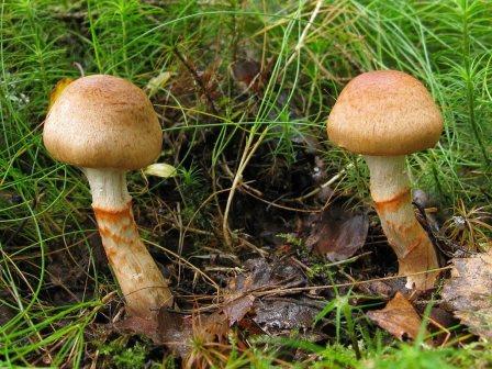 Новороссийцы травятся грибами