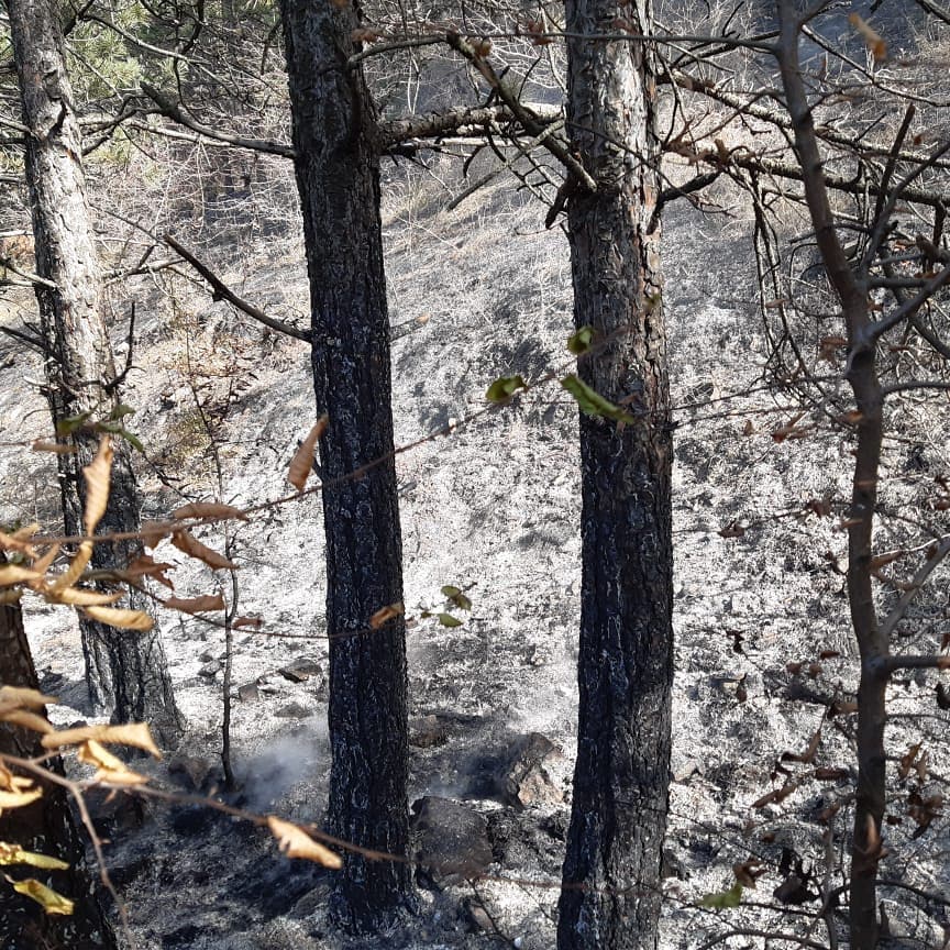 В Новороссийске горел лес