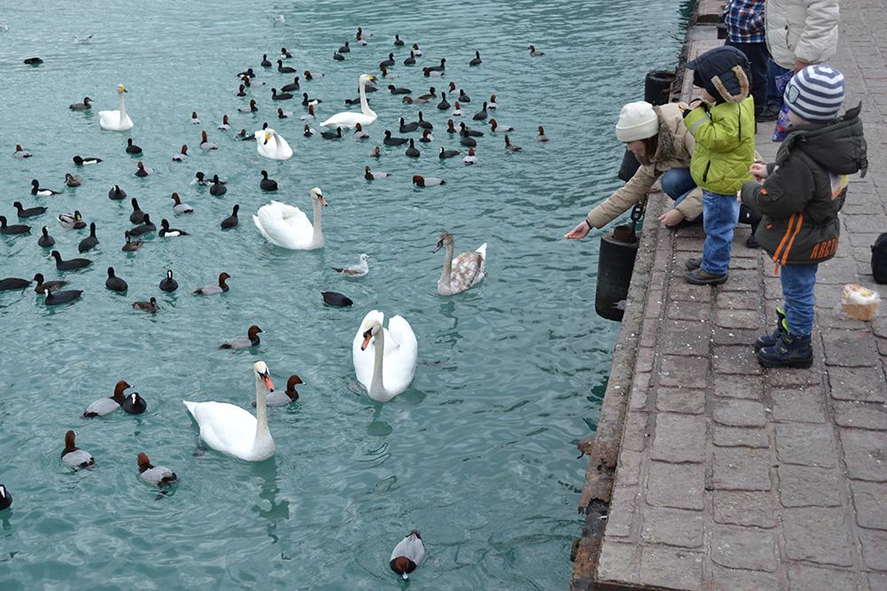 Гуси Лебеди 2 (85)_0