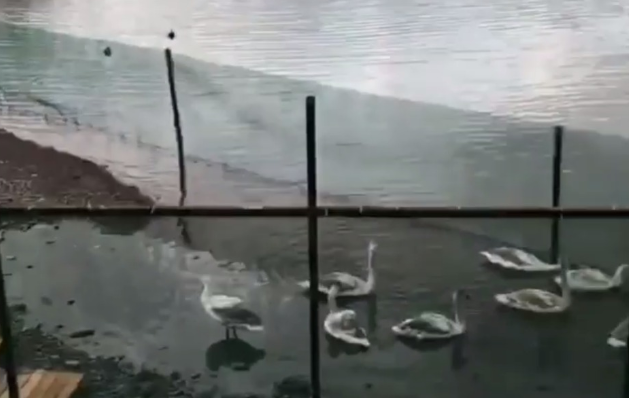Лебедей, которым устроили «тюрьму» в Абрау-Дюрсо, отпустили на волю