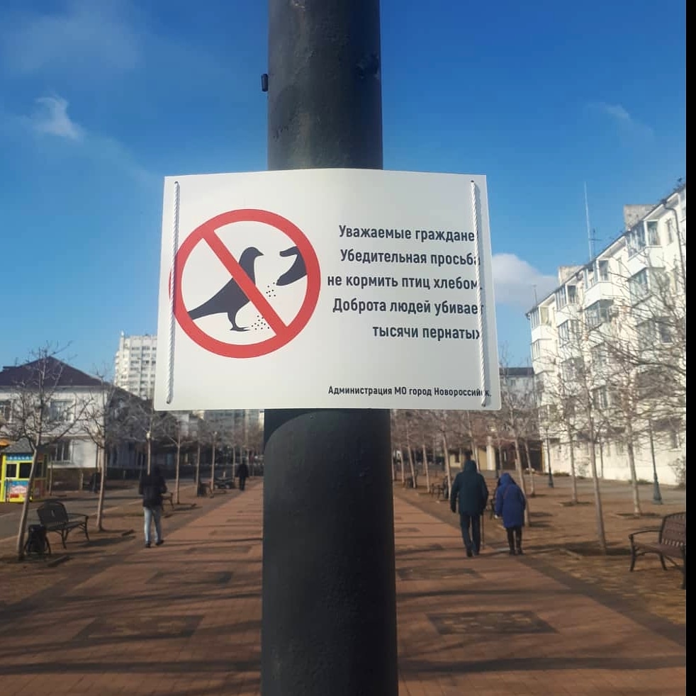 «Не кормите птиц хлебом» — такие таблички появились в Новороссийске