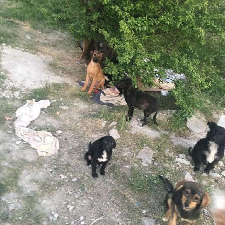 В Новороссийске большую собачью семью кормят всем миром