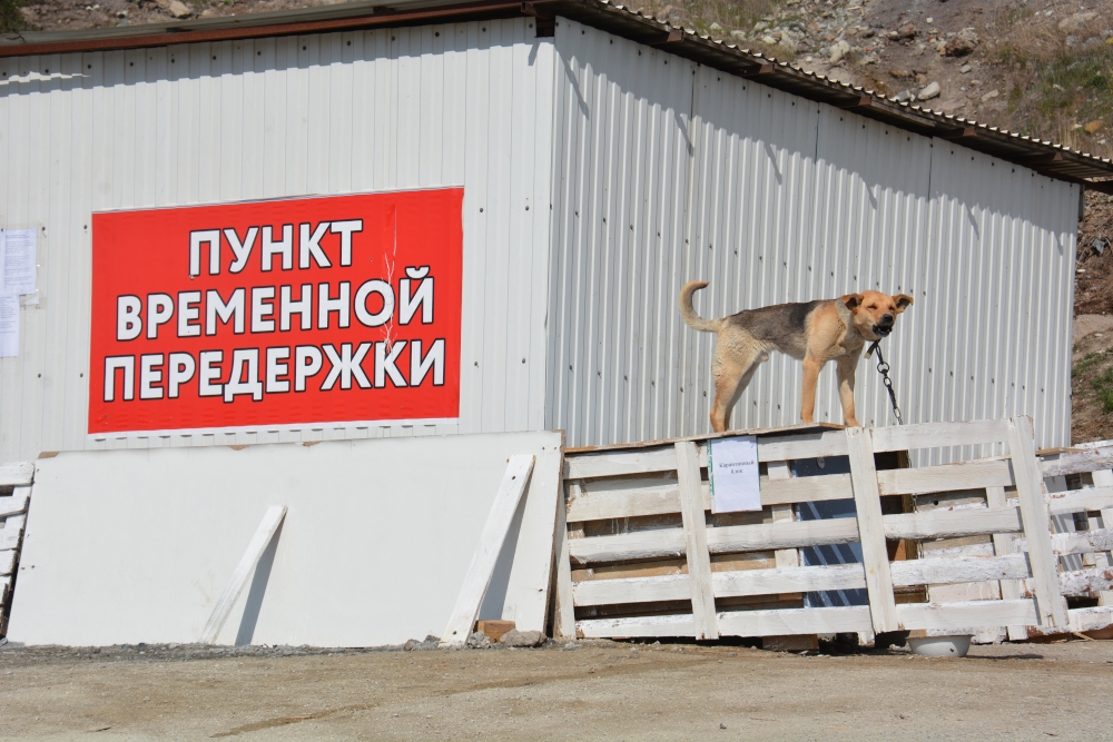 Губернатор поручил готовить участки под приюты для бездомных собак в каждом муниципалитете Кубани
