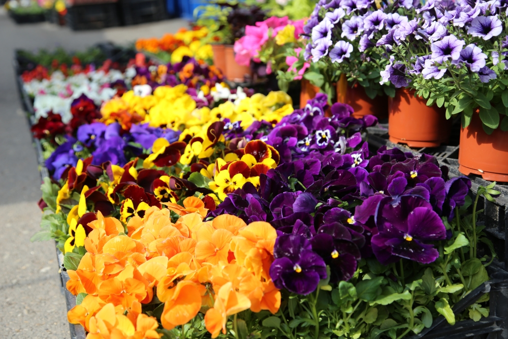 Новороссийск закупает летние цветы на 11 миллионов рублей