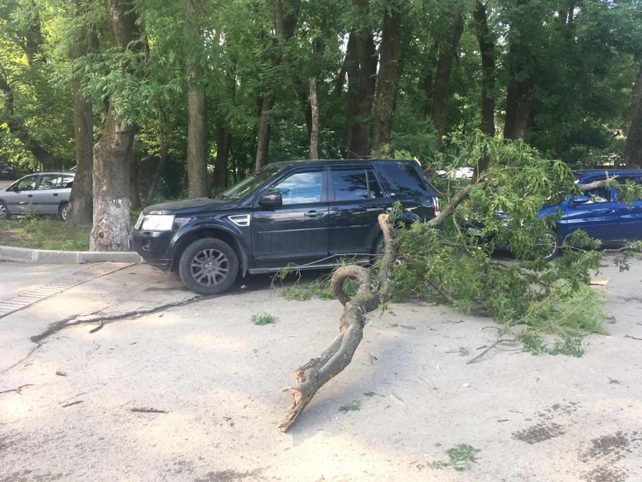 В Новороссийске на припаркованный Land Rover упало дерево – Новости  Новороссийска