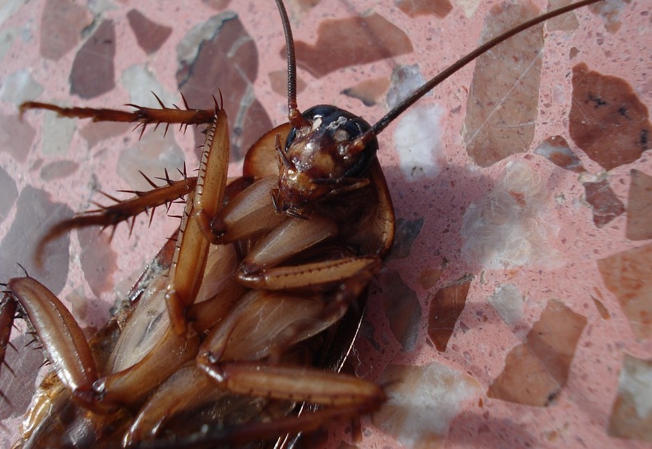 Жареные тараканы в тайланде фото