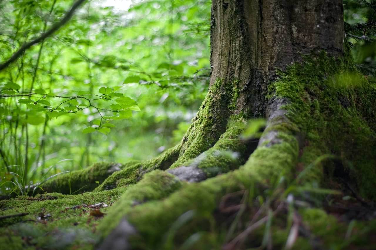 В Краснодарском крае муниципалитеты застраивают земли лесного фонда