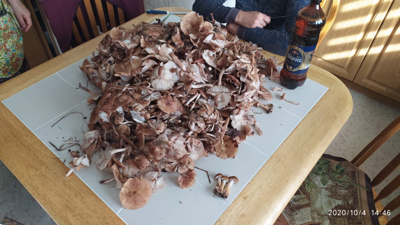 В Новороссийске грибами отравилась семья и их соседка