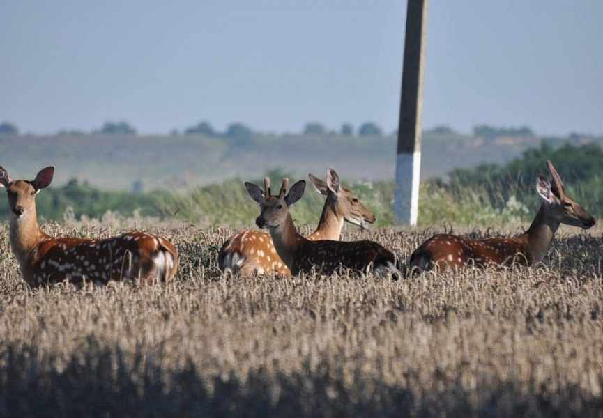 олени маркотхский природный парк