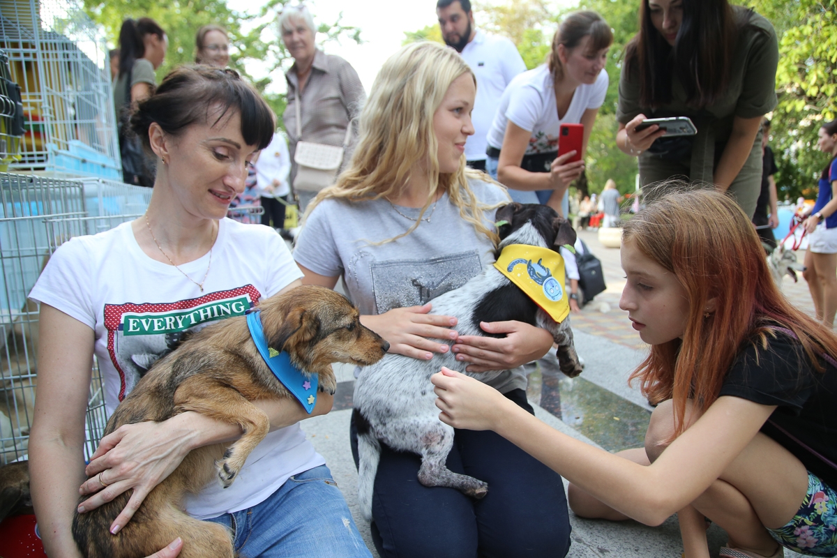 Новороссийские волонтеры получили грант на стерилизацию бездомных животных