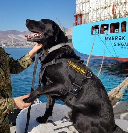 Новороссийская таможня заказала имитаторы наркотиков и взрывчатки