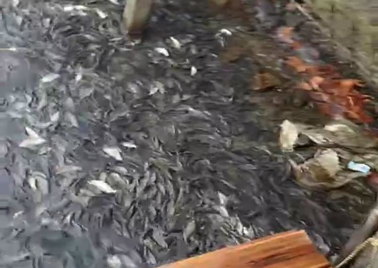 Озеро Абрау снова кишит рыбой