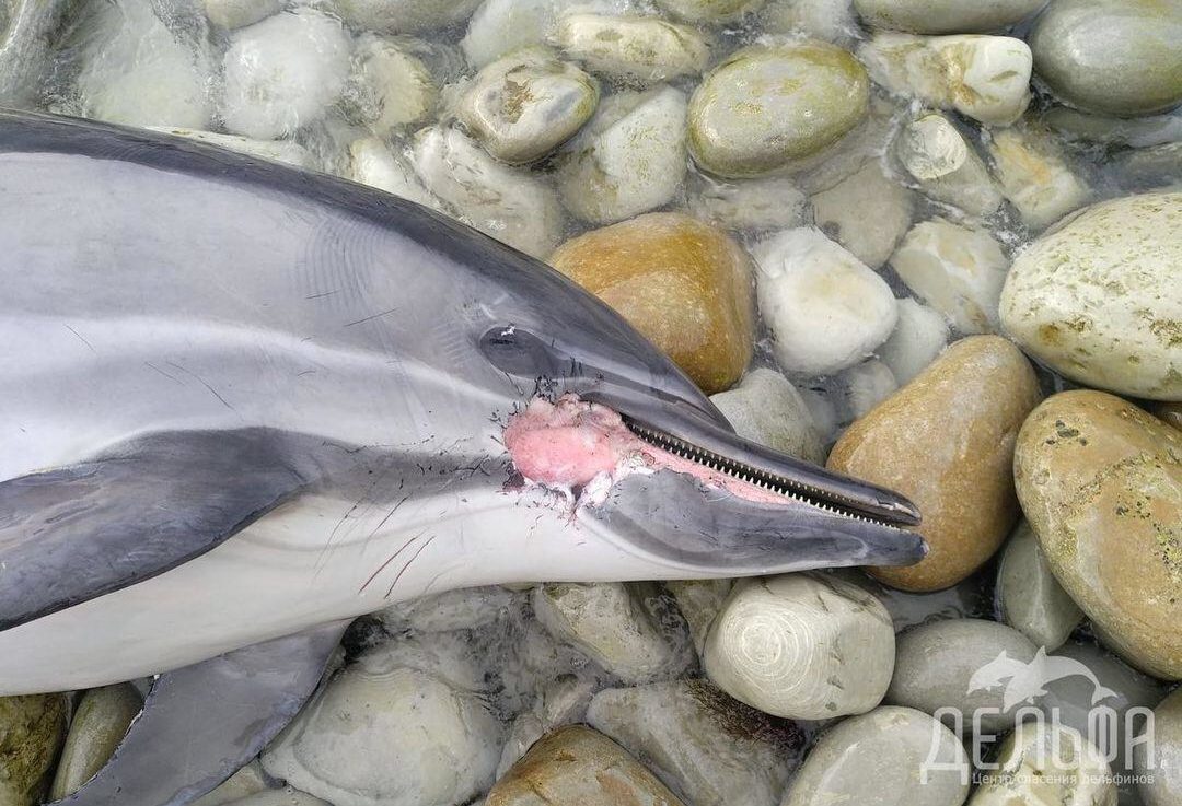Вблизи Геленджика на берег выбросило семь мёртвых дельфинов
