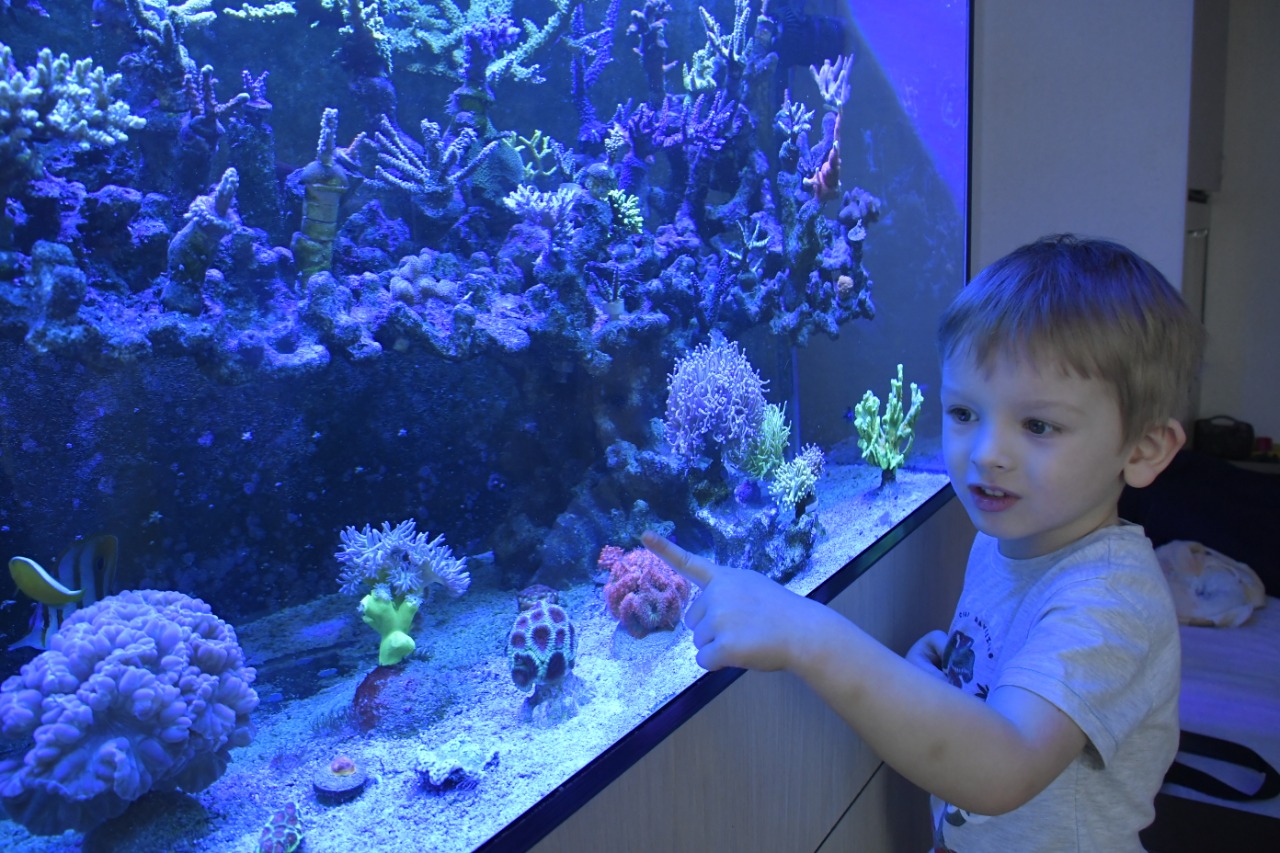 Новороссийские коллекционеры создали райский сад в аквариуме