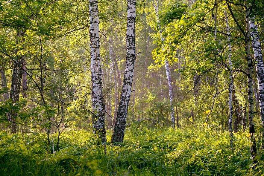 О равновесии, российских лесах и Шнобелевской премии: советы на день от «НР»