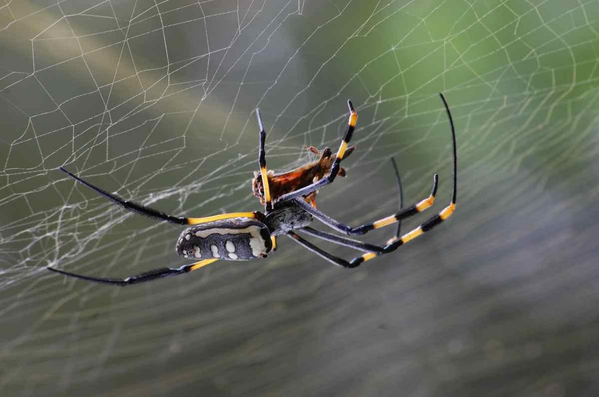 Россельхознадзор назвал причину нашествия пауков в Анапе
