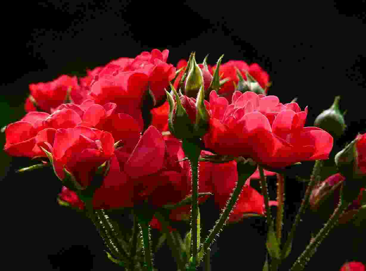 Бывалые флористы рассказали, как посадить розы в Новороссийске