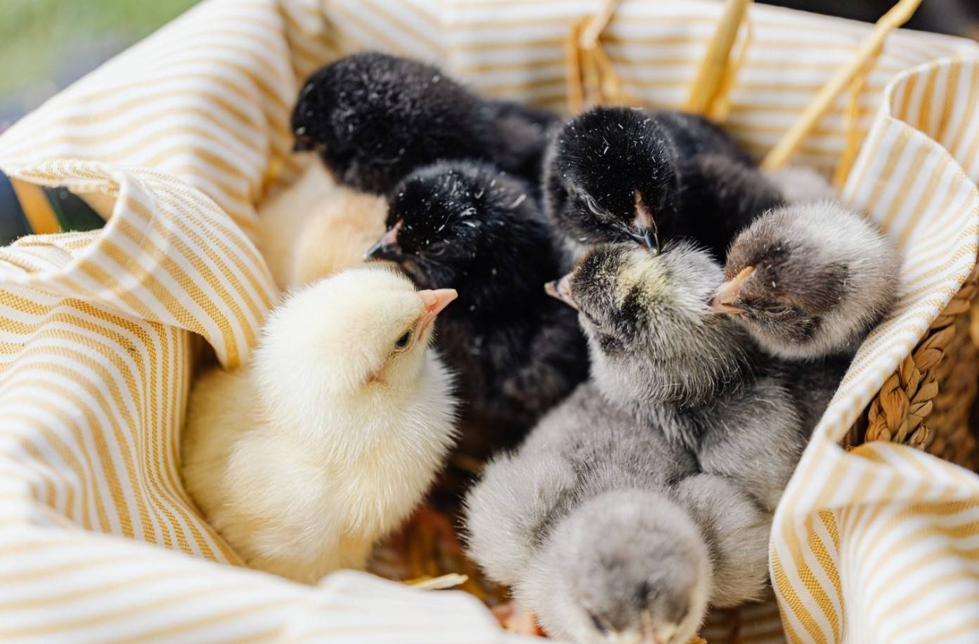 Как правильно выбирать цыплят: эксперты советуют «классику»