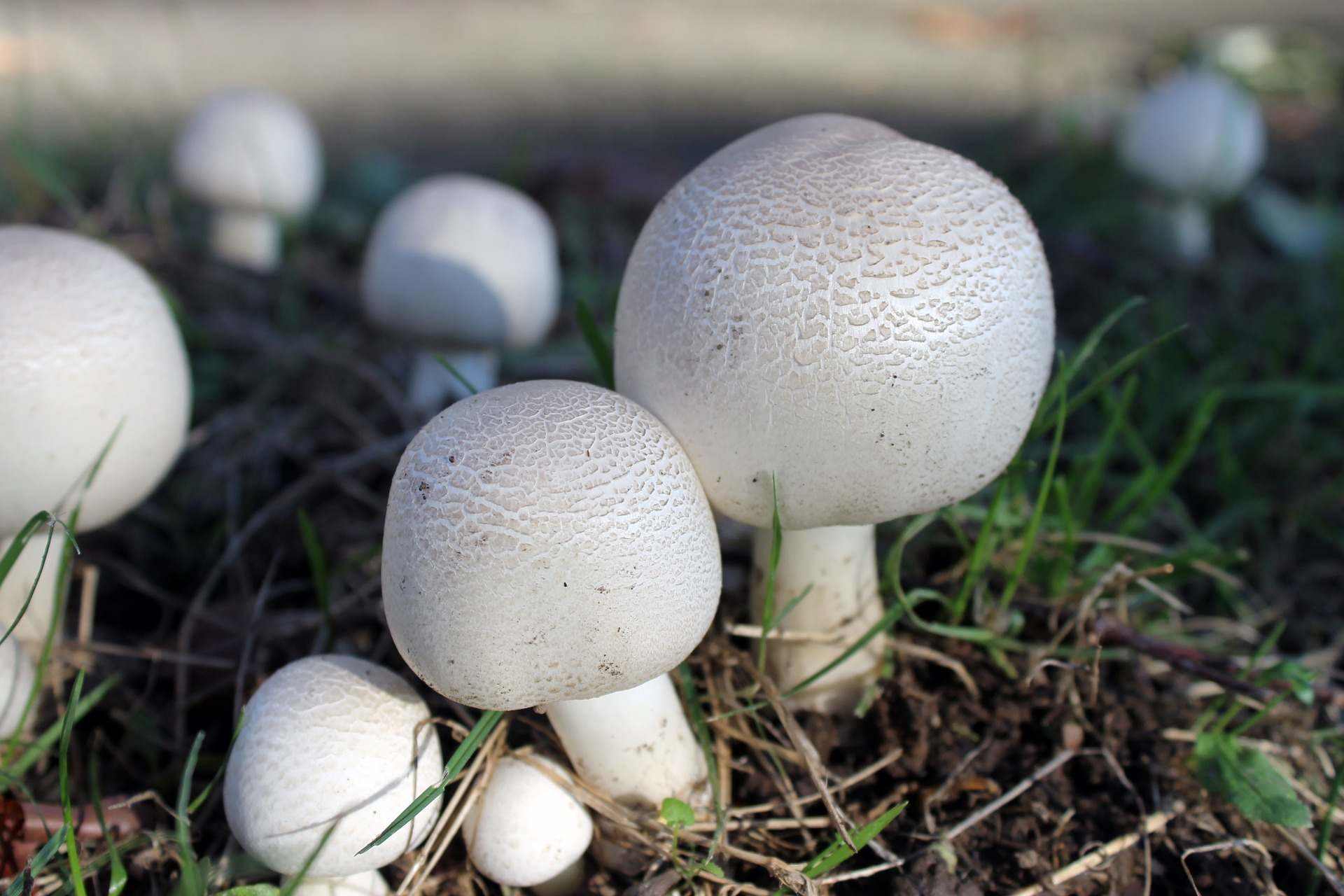 Под Новороссийском полно грибов, даже шампиньонов
