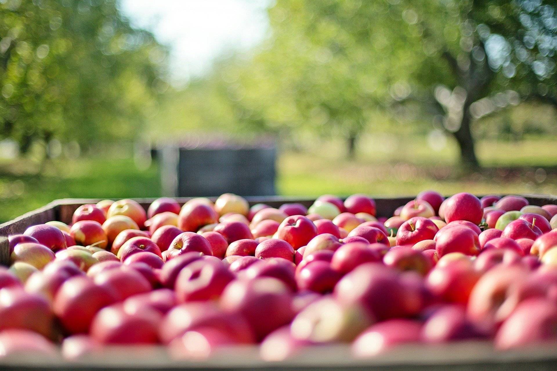 Цена на яблоки на рынках Новороссийска опустилась до минимума