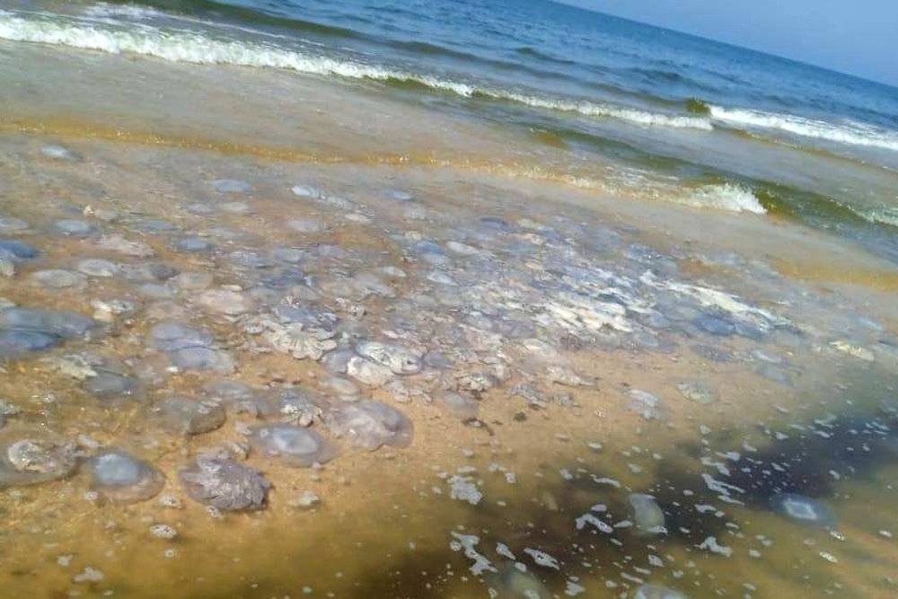 Побережье Азовского моря продолжают атаковать тысячи огромных медуз
