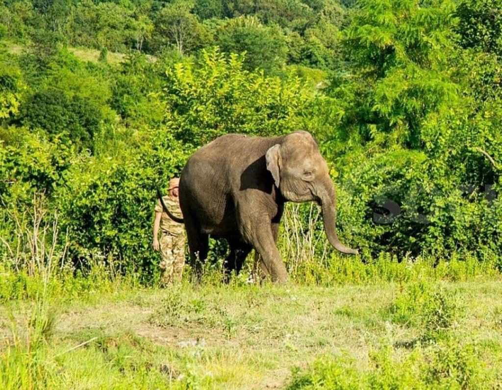 В Сочи отдыхают не только люди, но и слоны (видео)