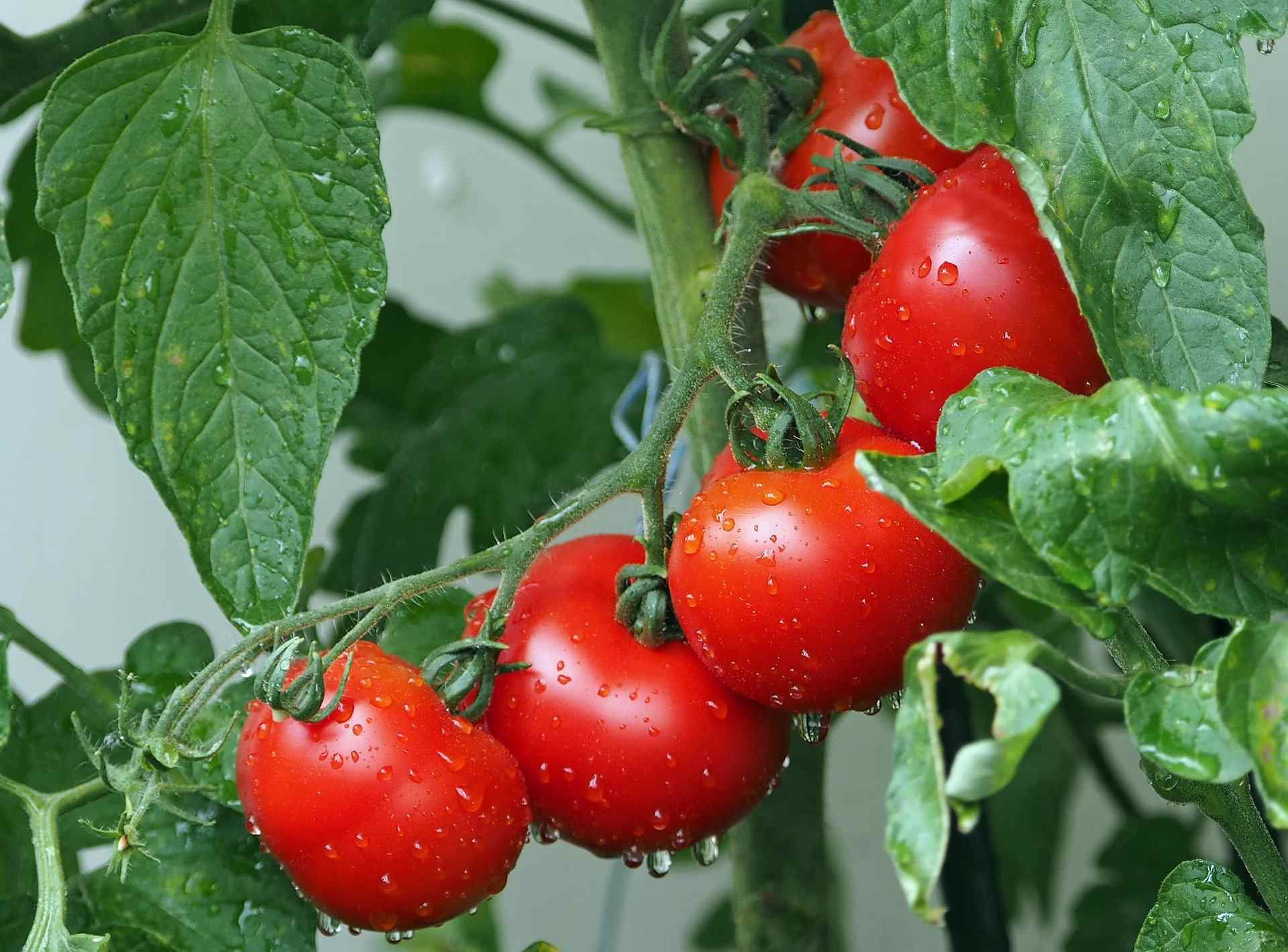 Чтобы томаты не трескались: советы новороссийских огородников