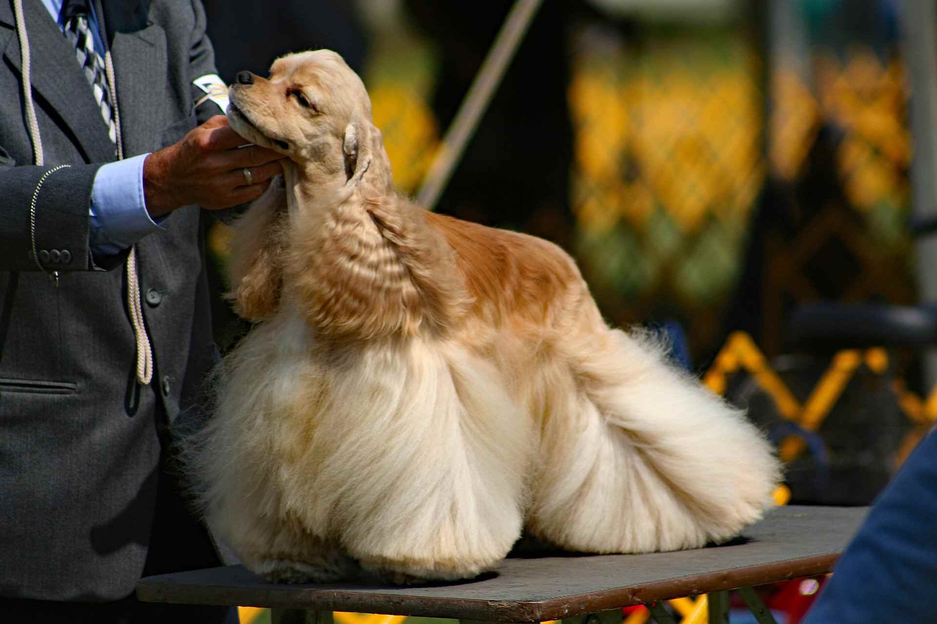В Абрау-Дюрсо 5 сентября пройдет  Всероссийская выставка собак