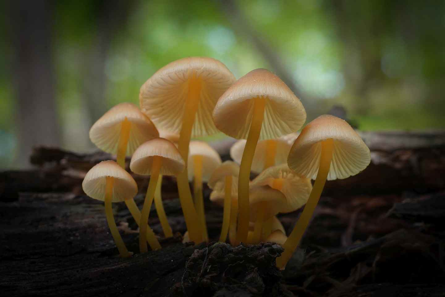 Новороссийский фотограф «охотится» на микроскопические грибы