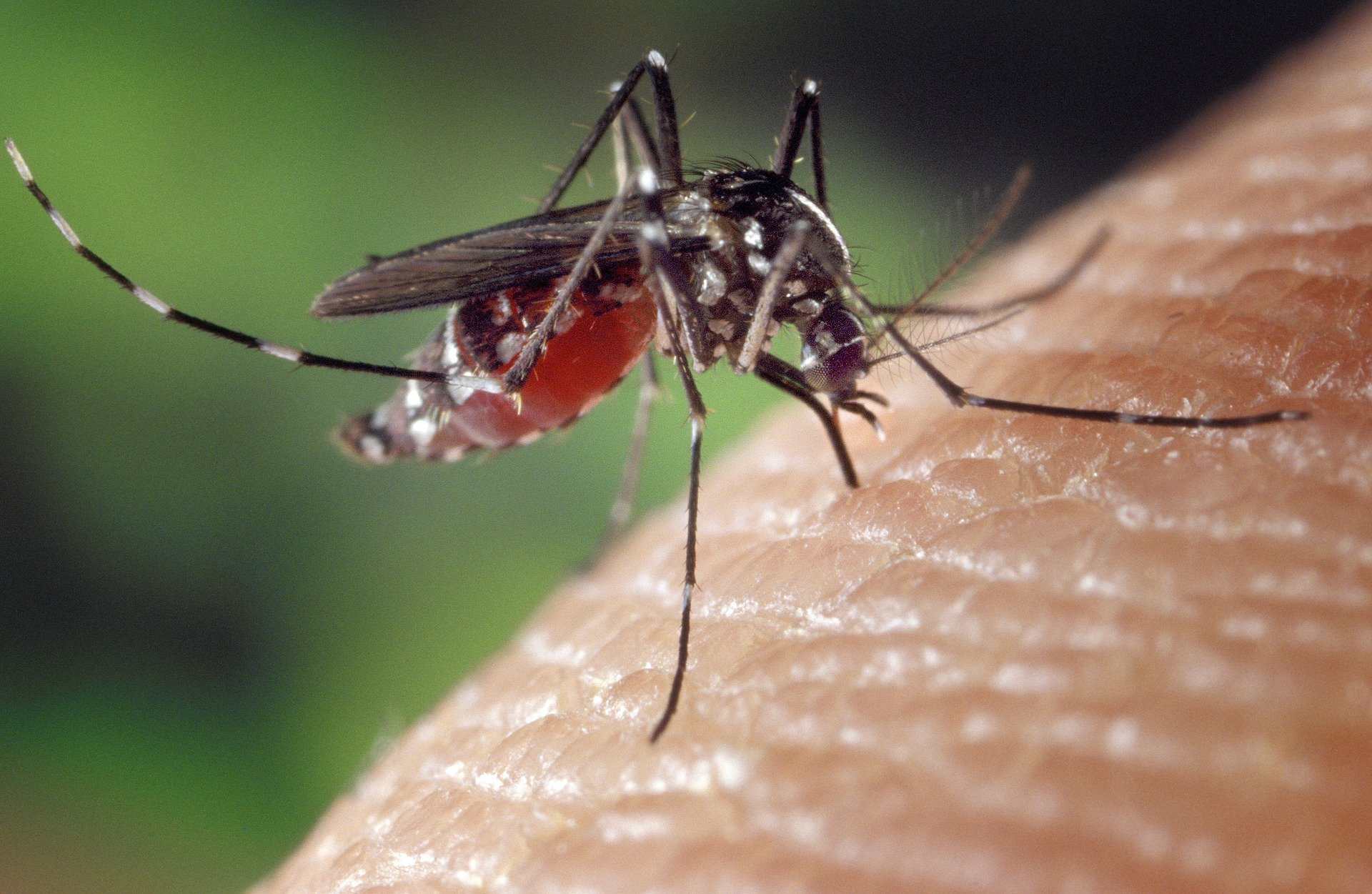 В Новороссийске после дождей — нашествие комаров