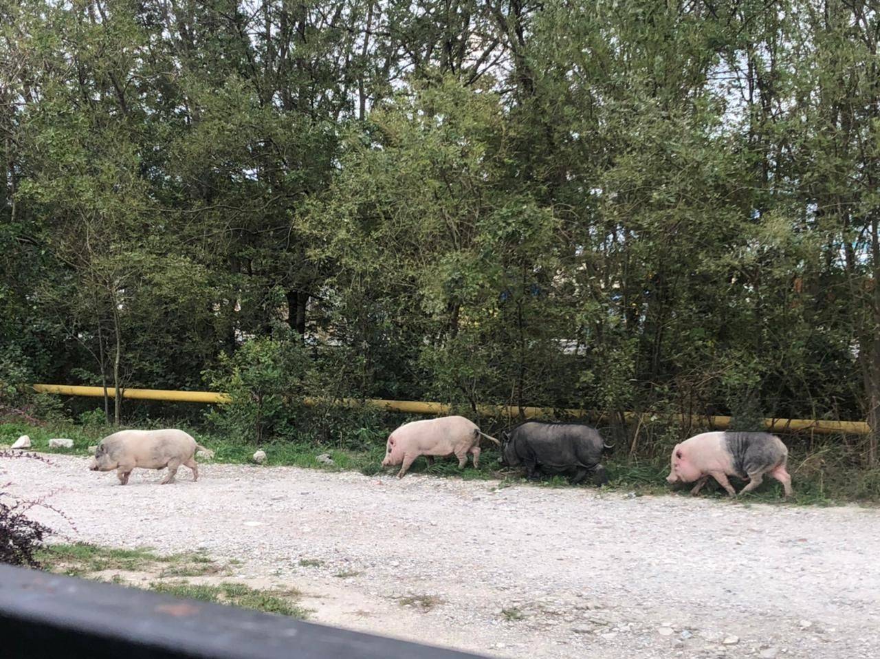 Бродячие свиньи замечены в пригороде Новороссийска