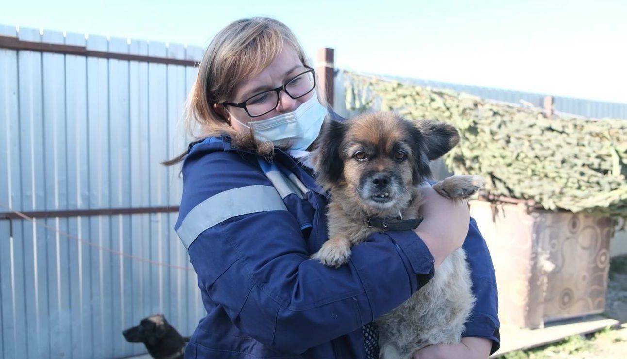 Килограммы помощи: волонтеры АО «Черномортранснефть» помогли бездомным животным Новороссийска