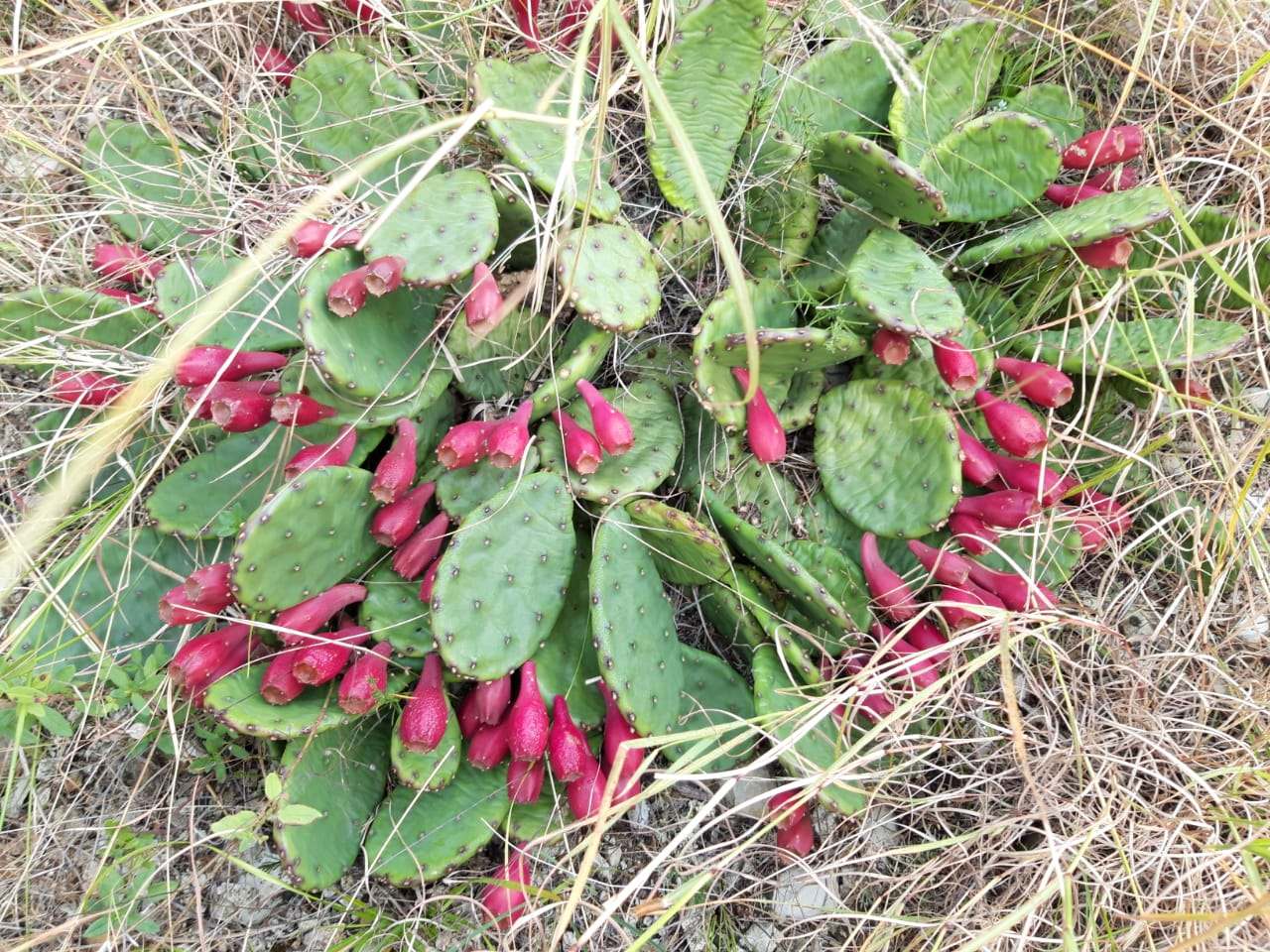В горах Новороссийска уродились ягоды кактуса опунции. Что с ними делать?