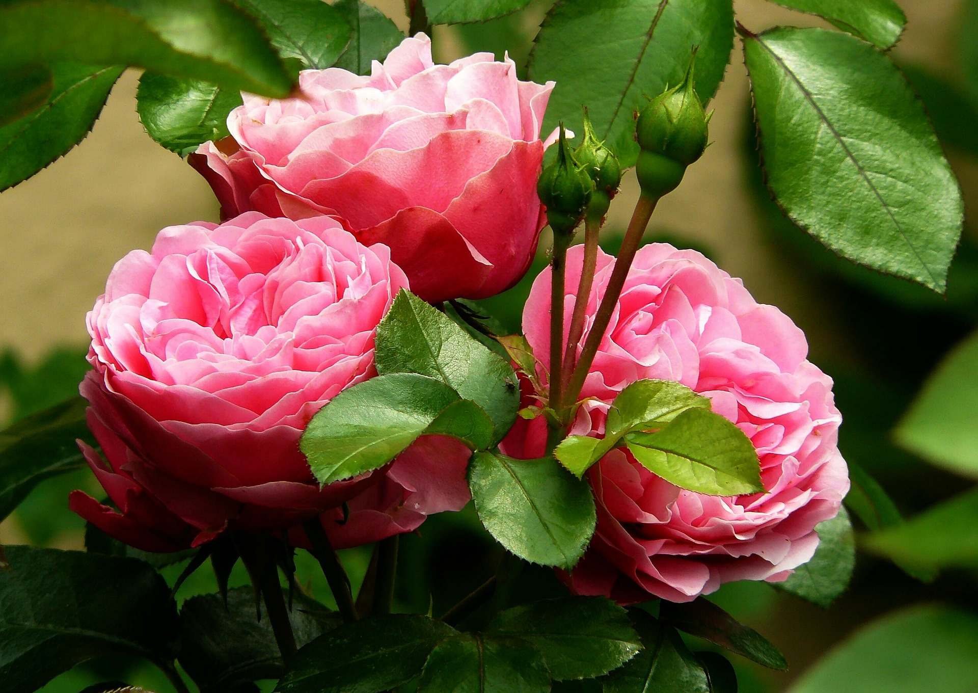 Опытные цветоводы советуют: как подготовить розы к зиме