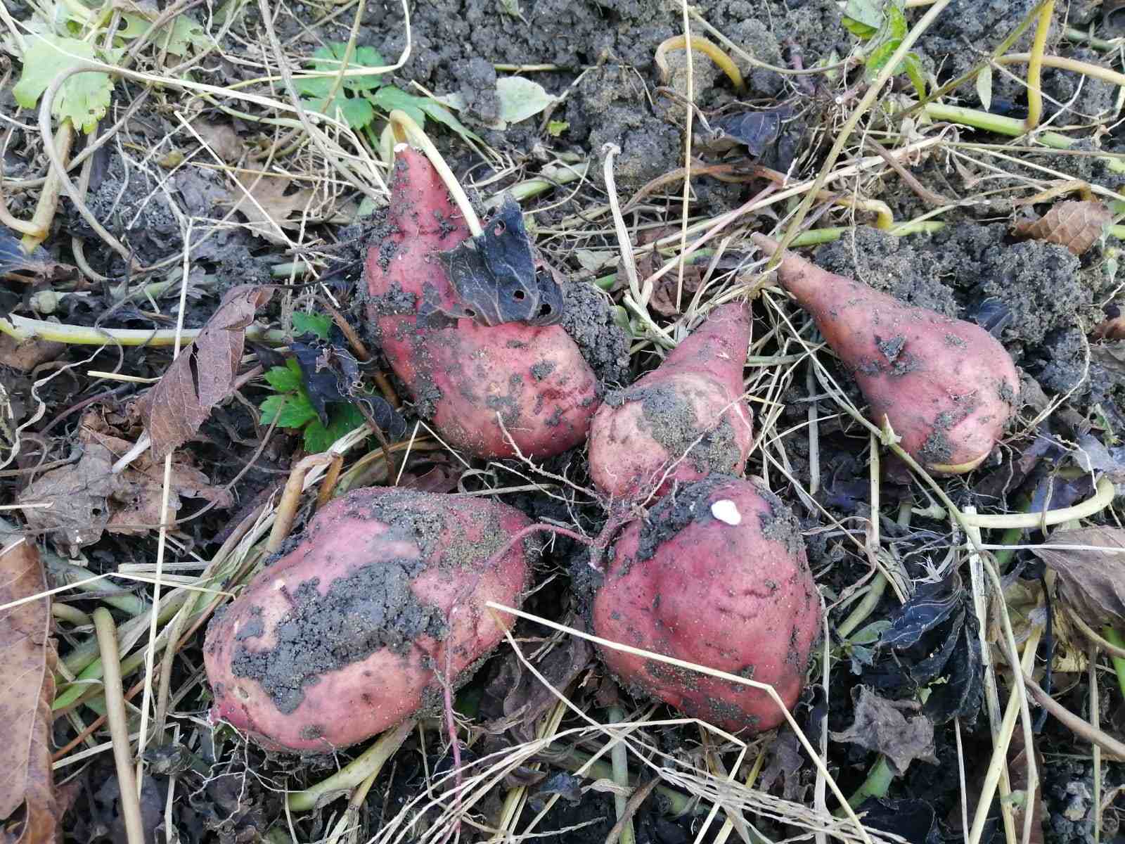 Новороссийцы уверены: вырастил батат – картошки не нужно