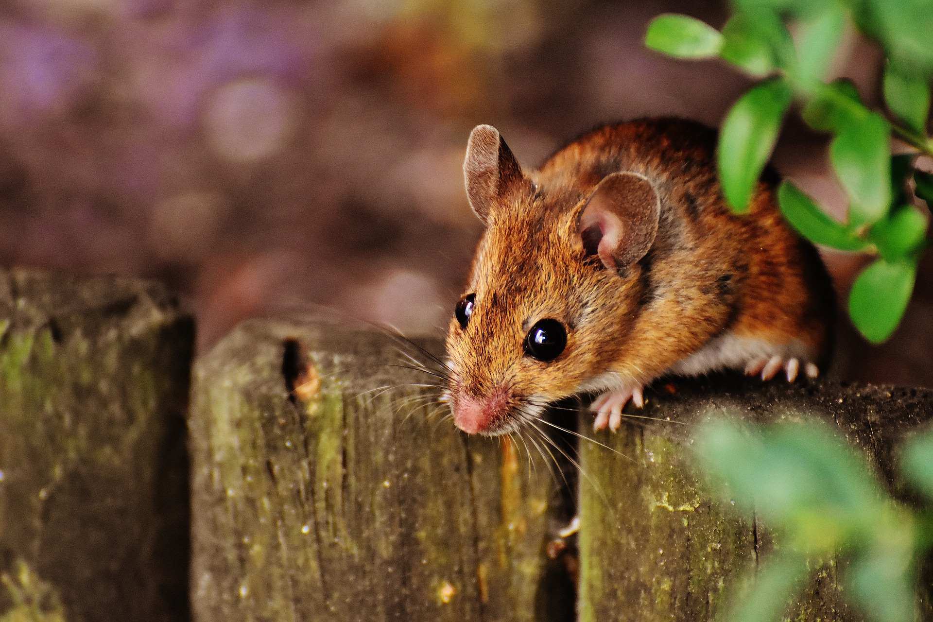В Новороссийске мыши полезли в частные дома. К чему бы это и как справиться с нашествием?
