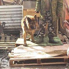 Собаке из Гайдука, которой хотел помочь весь Новороссийск, установили будку и подарили ошейник