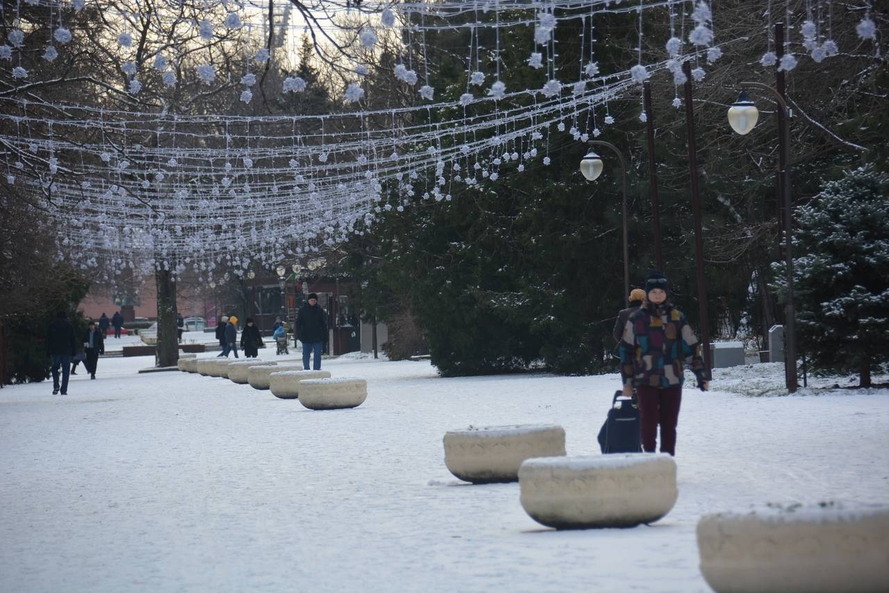 Елки, сосны и пихты к Новому году привезут в Новороссийск со всей страны