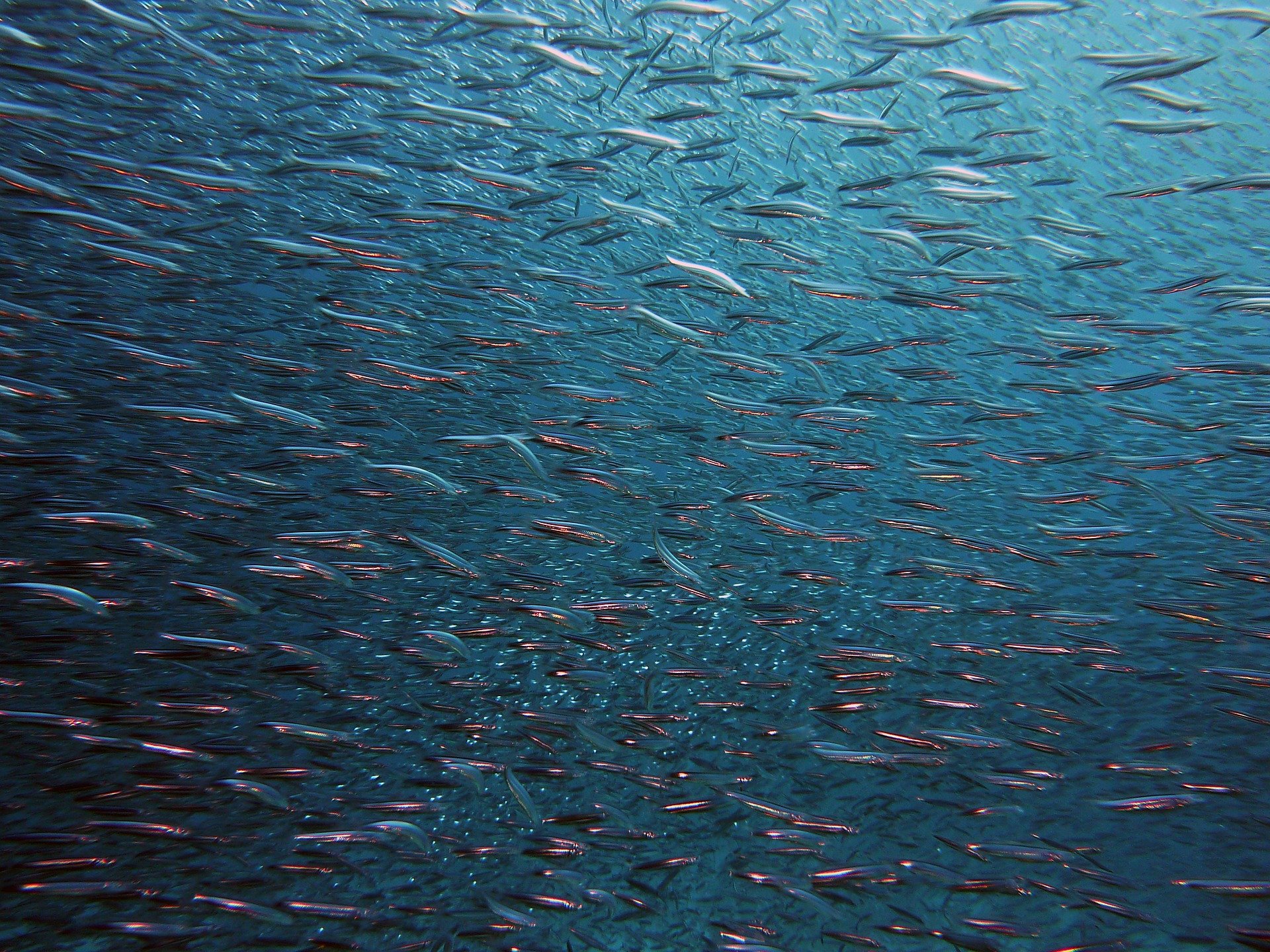 На границе сероводородного слоя в Черном море нашли много рыбы. А наши-то и не знают!