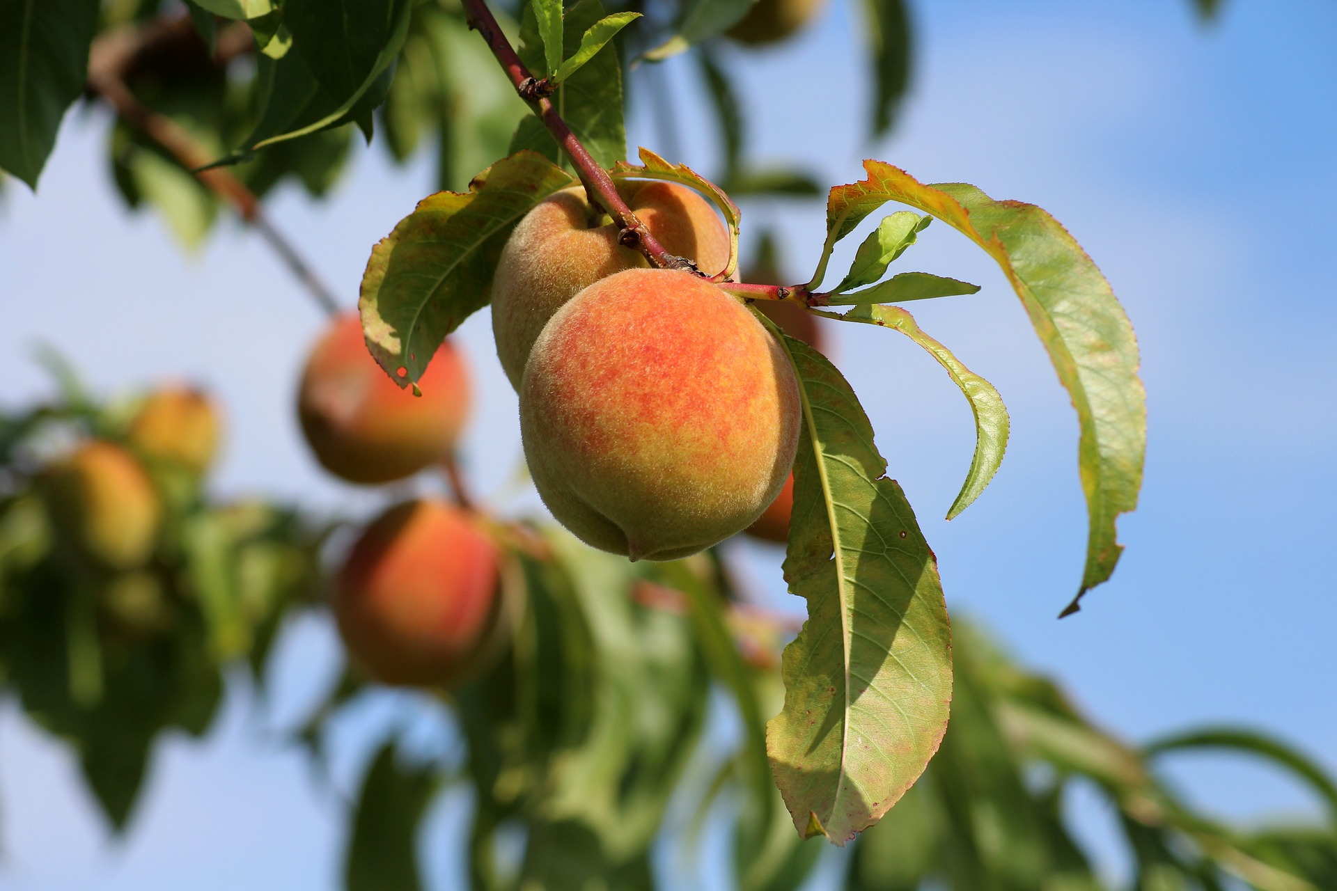 Как спасти персик: советы опытных садоводов