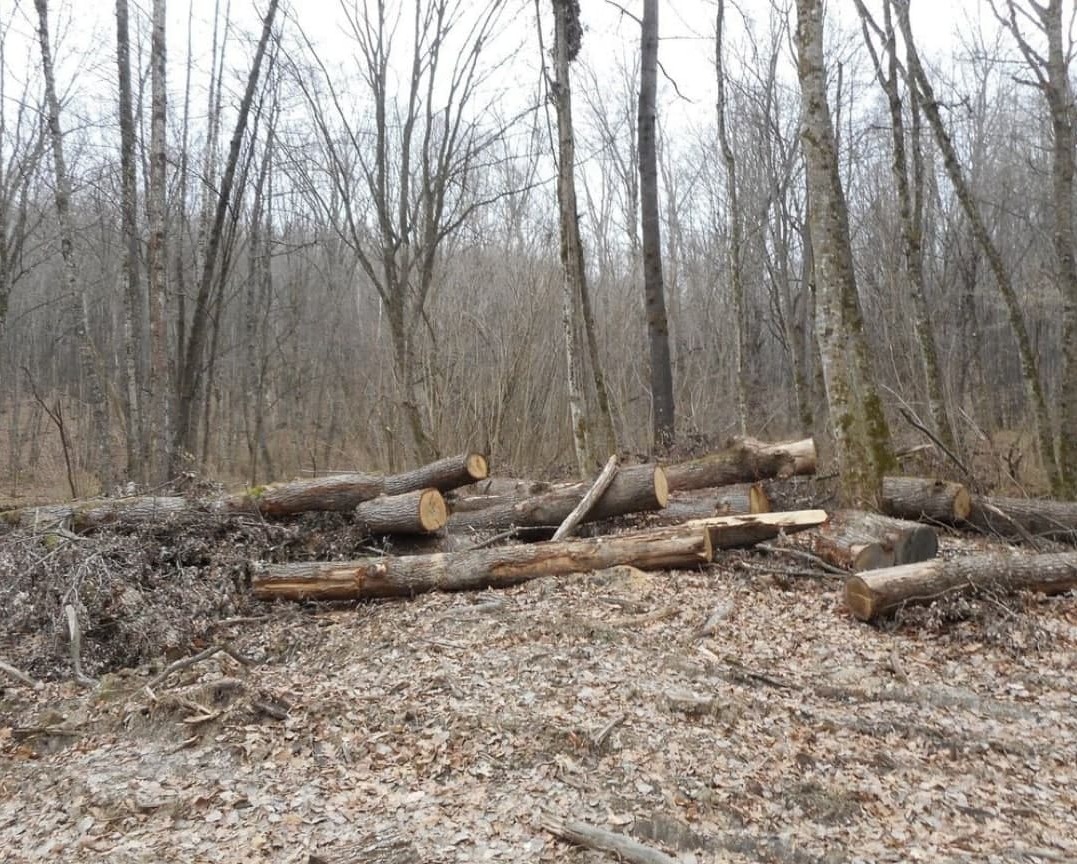 В Новороссийском лесничестве незаконно вырубили 45 деревьев