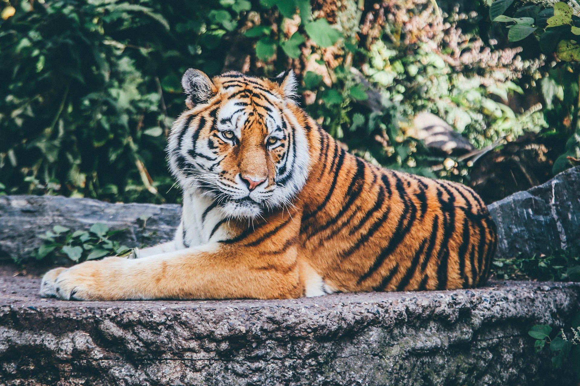О планах на будущее, сисадминах и тиграх: советы на день от «НР»