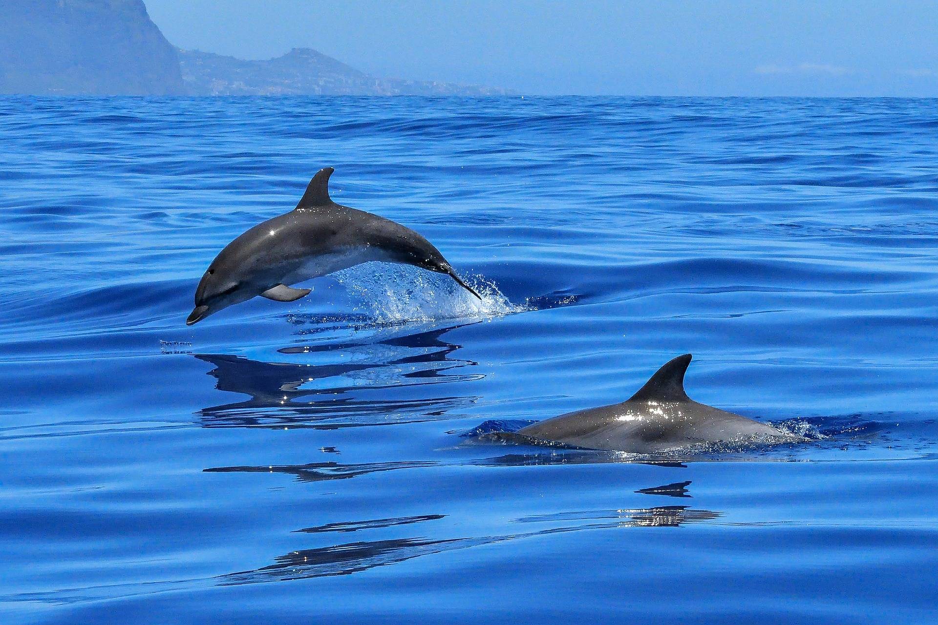 Стала известна причина гибели дельфинов в Новороссийске и на побережье Черного моря