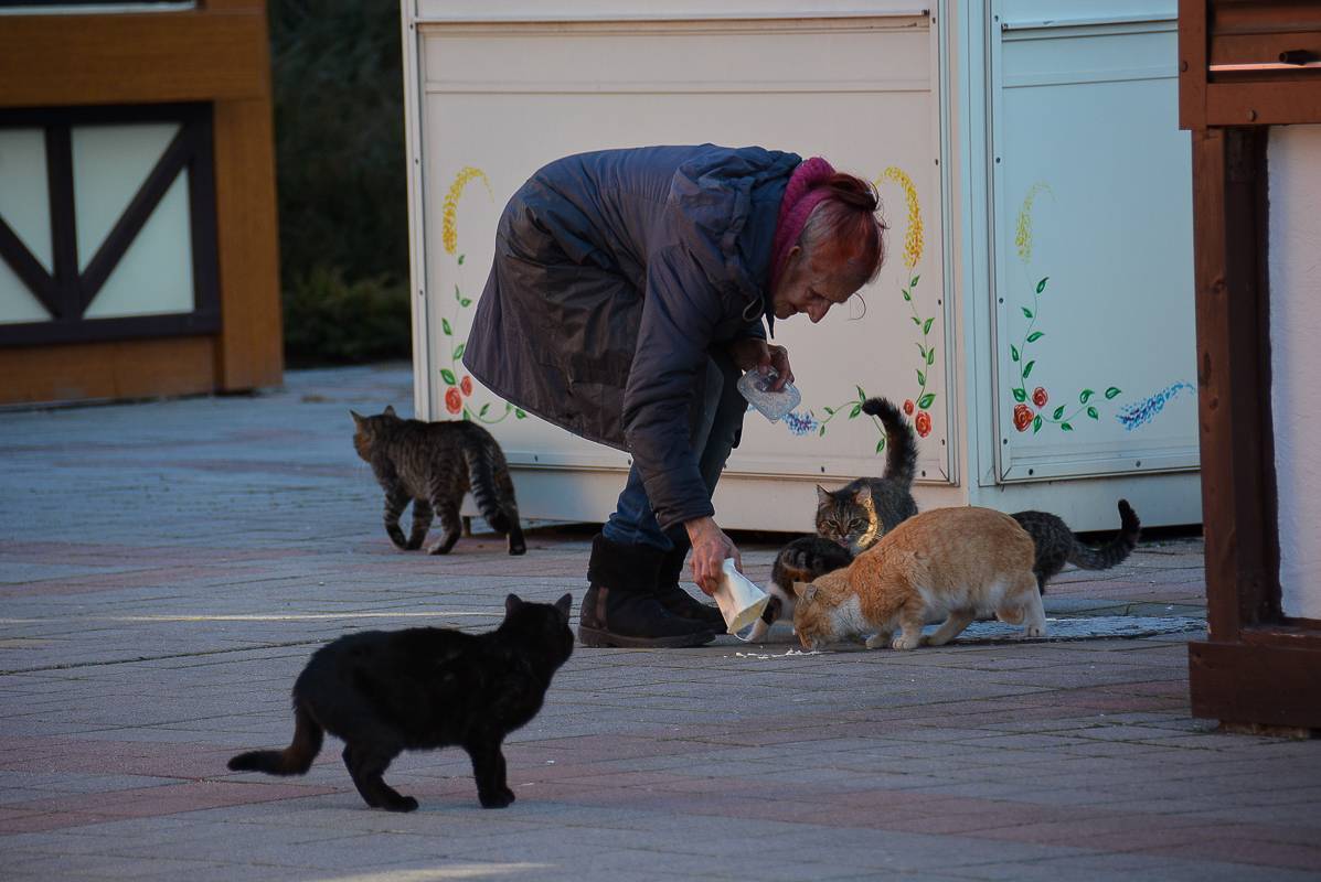 В Новороссийске никто не взялся за работу по отлову и содержанию бездомных животных