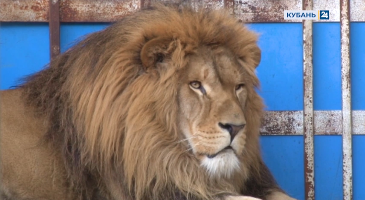 За историей льва Тиграна из Анапы наблюдает вся страна. Хищнику подыскивают новый дом (видео)