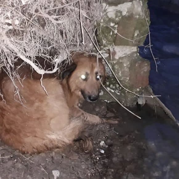 Новороссийские спасатели помогли собаке, а она «в знак признательности» укусила спасителя