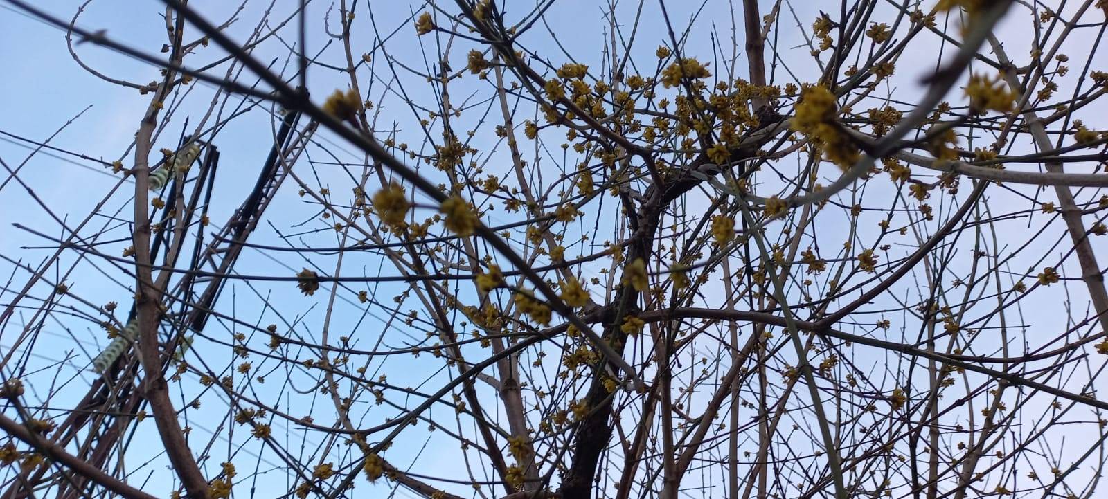 Цветущие деревья напомнили новороссийцам о февральских окнах